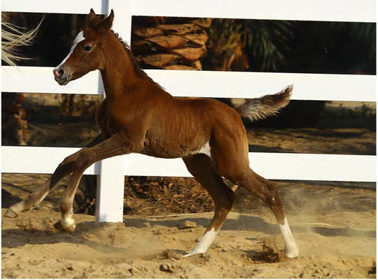 Porte en aluminium Rothnow® - Porte en verre filaire bronze série 16x45