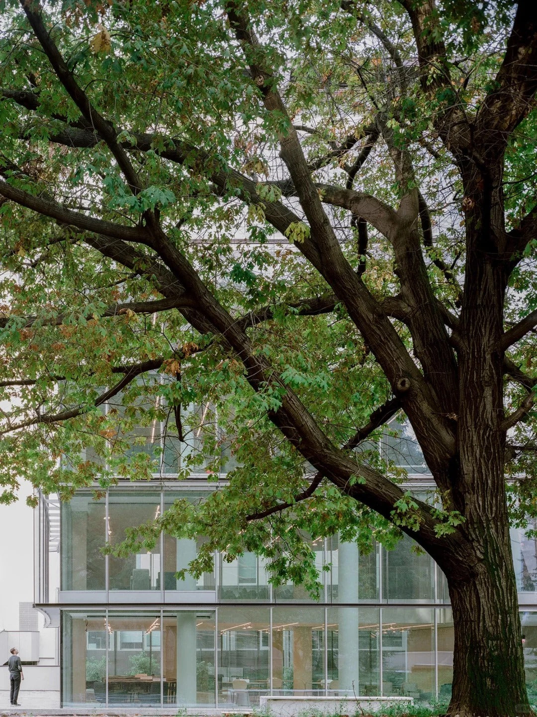 Rothnow® Glass Curtain Wall RNGC08 with exposed black aluminum frame, showcasing sleek, modern architectural window design.