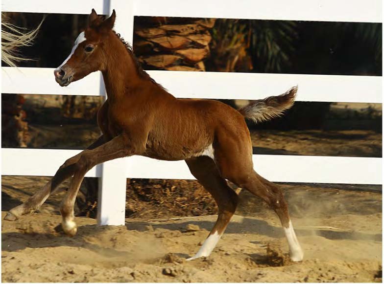 Black Rothnow PVC horse stall railing and fence, sturdy and customizable, designed for secure livestock containment.